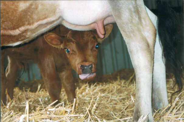 What would happen to all the cows if everyone stopped drinking milk