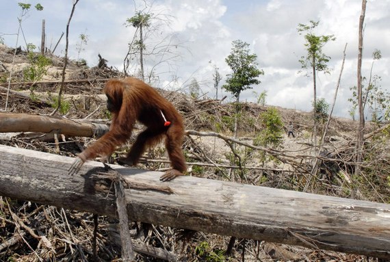 Orangutan-deforestation-for-palm-oil-plantationscenes-from-indonesia18